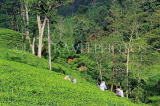 SRI LANKA, Pussellawa, Rothschild Tea Plantation (estate), and workers (tea pluckers), SLK4296JPL