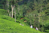 SRI LANKA, Pussellawa, Rothschild Tea Plantation (estate), and workers (tea pluckers), SLK4296JPL
