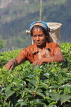 SRI LANKA, Pussellawa, Rothschild Tea Plantation (estate), tea plucker (worker), SLK4242JPL