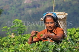 SRI LANKA, Pussellawa, Rothschild Tea Plantation (estate), tea plucker (worker), SLK4244JPL