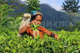 SRI LANKA, Pussellawa, Rothschild Tea Plantation (estate), tea plucker (worker), SLK4245JPL