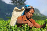 SRI LANKA, Pussellawa, Rothschild Tea Plantation (estate), tea plucker (worker), SLK4250JPL
