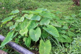 SRI LANKA, Pussellawa, Taro (Habarala) plants, SLK4202JPL