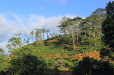 SRI LANKA, Pussellawa, hillside scenery, SLK4478JPL