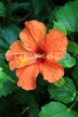 SRI LANKA, Pussellawa, orange Hibiscus flower, SLK4440JPL