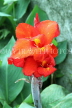SRI LANKA, Pussellawa, red Canna flowers, SLK4220JPL