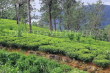 SRI LANKA, Pussellawa, tea plantation (estate), SLK4177JPL