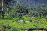 SRI LANKA, Pussellawa, tea plantation (estate), SLK4183JPL