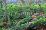 SRI LANKA, Pussellawa, tea plantation (estate), SLK4217JPL