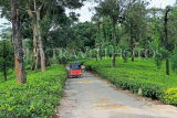 SRI LANKA, Pussellawa, tea plantation (estate), SLK4238JPL