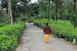 SRI LANKA, Pussellawa, tea plantation (estate), SLK4239JPL