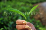 SRI LANKA, Pussellawa, tea plantation, hand holding two tea leaves and bud, SLK4236JPL
