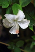 SRI LANKA, Pussellawa, white Hibiscus flower, SLK4441JPL