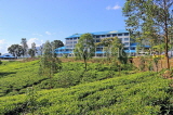 SRI LANKA, Ramboda, Bluefield Tea Gardens (factory), SLK4348JPL