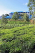 SRI LANKA, Ramboda, Bluefield Tea Gardens (factory), SLK4349JPL