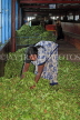 SRI LANKA, Ramboda, Bluefield Tea Gardens (factory), worker sorting tea leaves for processing, SLK4342JPL