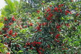 SRI LANKA, Rambutan tree and fruit, along Kandy Road, SLK2472JPL
