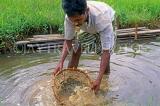 SRI LANKA, Ratnapura, Gem mining, worker sifting stones through water, SLK1800JPL