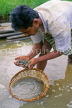 SRI LANKA, Ratnapura, Gem mining, worker sifting stones through water, SLK1984JPL