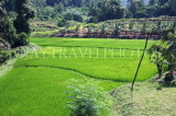 SRI LANKA, countryside, rice (paddy) fields, SLK2985JPL