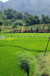 SRI LANKA, countryside, rice (paddy) fields, SLK2986JPL