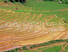 SRI LANKA, countryside, terraced rice (paddy) fields, SLK2052JPL