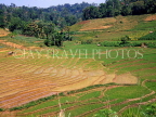 SRI LANKA, countryside, terraced rice (paddy) fields, SLK264JPL