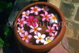 SRI LANKA, flora, Frangipani (Plumeria) flowers decorated in pot, SLK217JPL