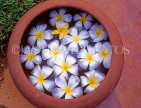 SRI LANKA, flora, Frangipani (Plumeria) flowers in bowl, SLK1638JPL