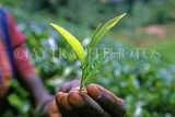 SRI LANKA, hill country, Nuwara Eliya, Tea plantation, close-up of tea leaf, SLK1812JPL