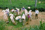 SRI LANKA, hill country, Nuwara Eliya, Tea plantation, workers bagging harvested leaves, SLK1986JPL