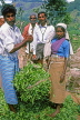 SRI LANKA, hill country, Nuwara Eliya, Tea plantation workers weighing harvested leaves, SLK1814JPL