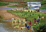 SRI LANKA, hill country, Nuwara Eliya, farmers washing vegetables for transportation, SLK2082JPL