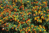 SRI LANKA, hill country, Nuwara Eliya, wild flowers, SLK2177JPL