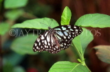 SRI LANKA, hill country, Nymph Butterfly, SLK1508JPL