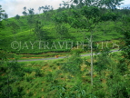 SRI LANKA, hill country, Tea Plantation (near Nuwara Eliya), SLK242JPL