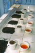 SRI LANKA, hill country, Tea factory, graded the tea ready for tasting, SLK1815JPL