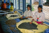 SRI LANKA, hill country, Tea factory, workers grading the tea, SLK1798JPL