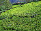 SRI LANKA, hill country, Tea plantation (near Nuwara Eliya), SLK1632JPL