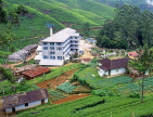 SRI LANKA, hill country, Tea plantation and factory (near Nuwara Eliya), SLK1957JPL
