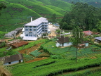 SRI LANKA, hill country, Tea plantation and factory (near Nuwara Eliya), SLK304JPL