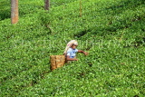 SRI LANKA, hill country, Tea plantation and worker (near Nuwara Eliya), SLK1883JPL