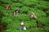 SRI LANKA, hill country, Tea plantation and workers (near Nuwara Eliya), SLK147JPL