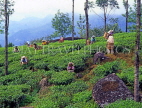 SRI LANKA, hill country, Tea plantation and workers (near Nuwara Eliya), SLK1515JPL