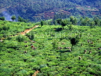 SRI LANKA, hill country, Tea plantation and workers (near Nuwara Eliya), SLK1524JPL