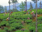SRI LANKA, hill country, Tea plantation and workers (near Nuwara Eliya), SLK1631JPL