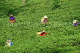 SRI LANKA, hill country, Tea plantation and workers (near Nuwara Eliya), SLK1882JPL