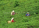 SRI LANKA, hill country, Tea plantation and workers (near Nuwara Eliya), SLK2128JPL