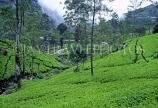 SRI LANKA, hill country, Tea plantation near Nuwara Eliya, SLK1509JPL