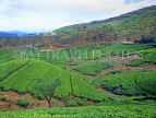 SRI LANKA, hill country, Tea plantation near Nuwara Eliya, SLK1522JPL